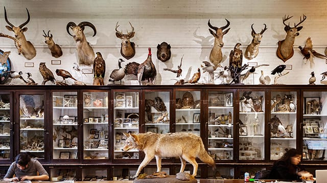 whither museum dioramas?