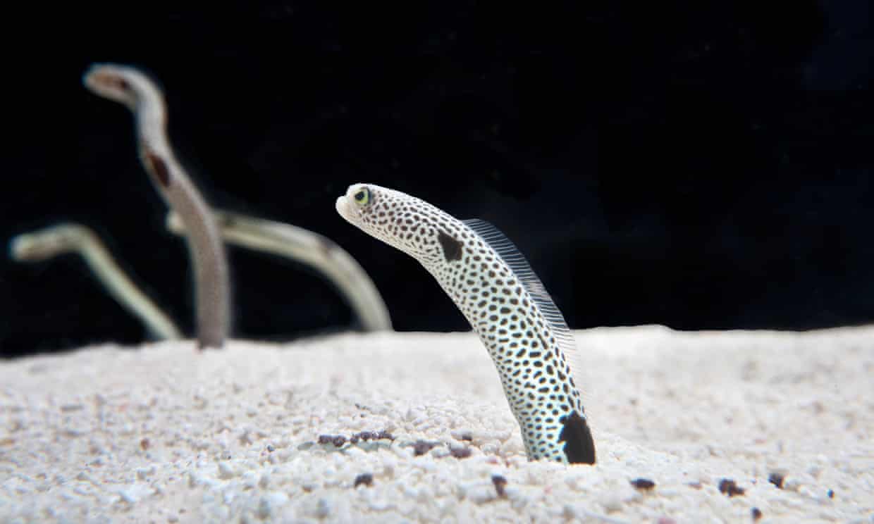 video chatting with eels